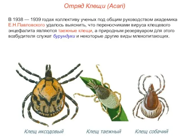 Отряд Клещи (Acari) В 1938 — 1939 годах коллективу ученых под