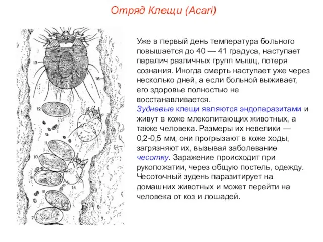 Отряд Клещи (Acari) Уже в первый день температура больного повышается до