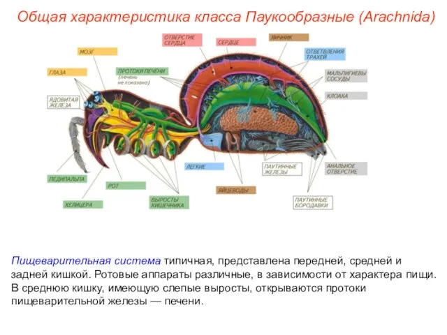 Общая характеристика класса Паукообразные (Arachnida) Пищеварительная система типичная, представлена передней, средней