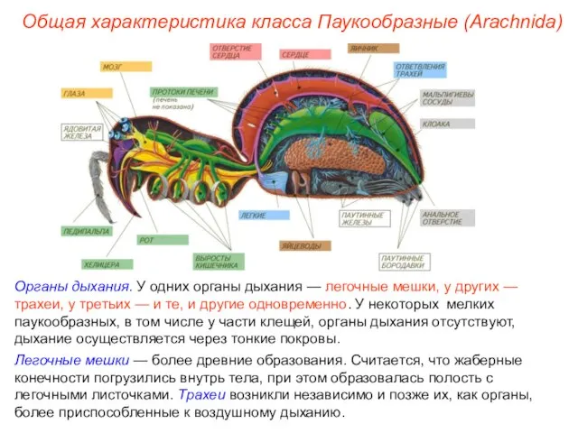 Общая характеристика класса Паукообразные (Arachnida) Органы дыхания. У одних органы дыхания
