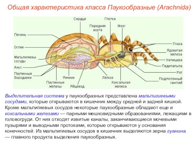 Общая характеристика класса Паукообразные (Arachnida) Выделительная система у паукообразных представлена мальпигиевыми