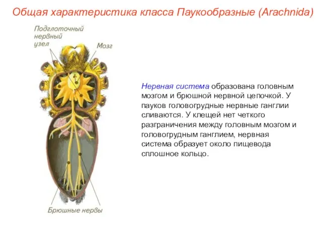 Общая характеристика класса Паукообразные (Arachnida) Нервная система образована головным мозгом и