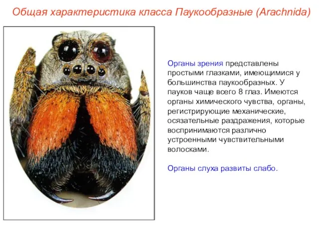 Общая характеристика класса Паукообразные (Arachnida) Органы зрения представлены простыми глазками, имеющимися