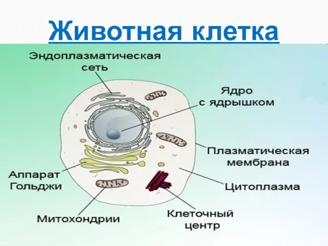 Животная клетка