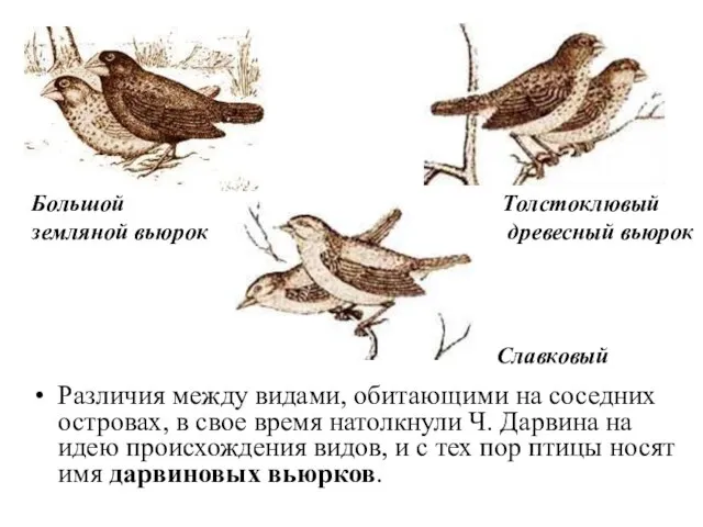 Различия между видами, обитающими на соседних островах, в свое время натолкнули