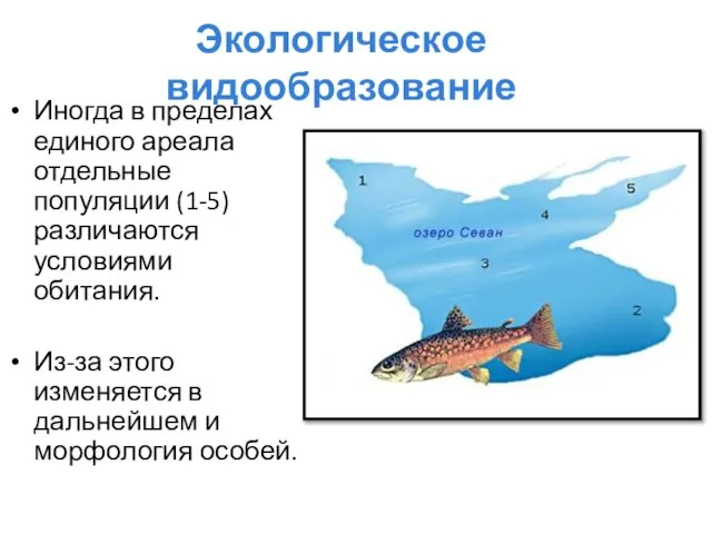 Экологическое видообразование Иногда в пределах единого ареала отдельные популяции (1-5) различаются