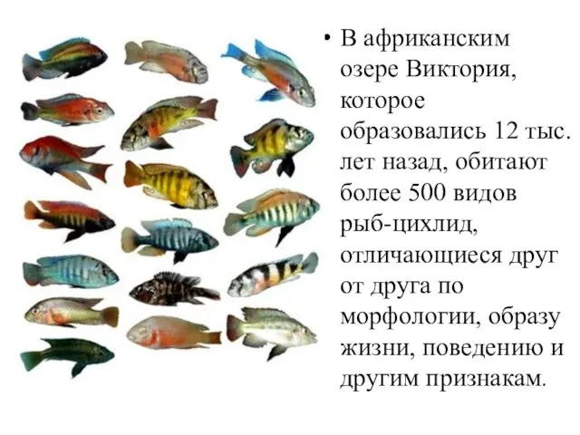 В африканским озере Виктория, которое образовались 12 тыс. лет назад, обитают