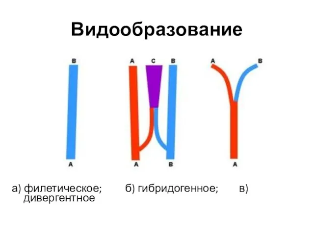 а) филетическое; б) гибридогенное; в) дивергентное Видообразование