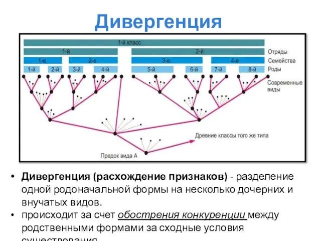 Дивергенция Дивергенция (расхождение признаков) - разделение одной родоначальной формы на несколько