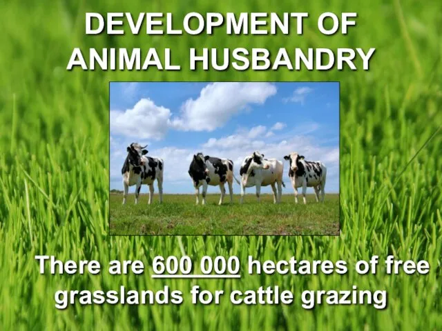 DEVELOPMENT OF ANIMAL HUSBANDRY There are 600 000 hectares of free grasslands for cattle grazing