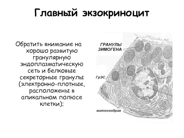 Главный экзокриноцит Обратить внимание на хорошо развитую гранулярную эндоплазматическую сеть и