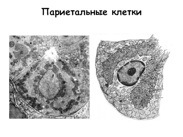 Париетальные клетки