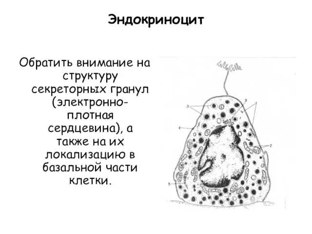 Эндокриноцит Обратить внимание на структуру секреторных гранул (электронно-плотная сердцевина), а также