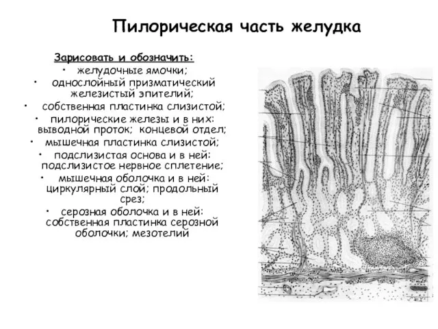 Пилорическая часть желудка Зарисовать и обозначить: желудочные ямочки; однослойный призматический железистый