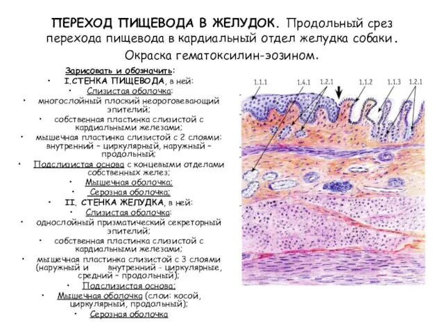 ПЕРЕХОД ПИЩЕВОДА В ЖЕЛУДОК. Продольный срез перехода пищевода в кардиальный отдел