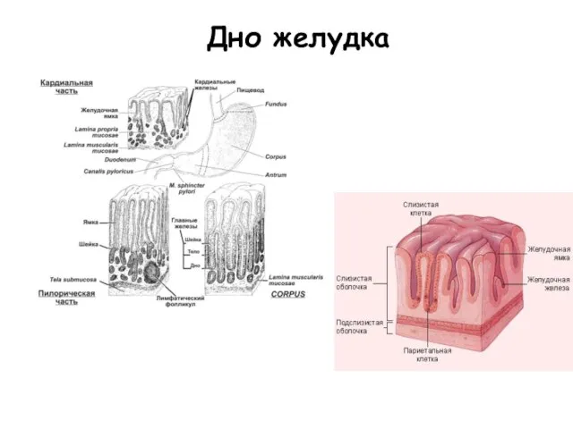 Дно желудка