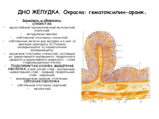 ДНО ЖЕЛУДКА. Окраска: гематоксилин-оранж. Зарисовать и обозначить: СЛИЗИСТАЯ: однослойный призматический железистый