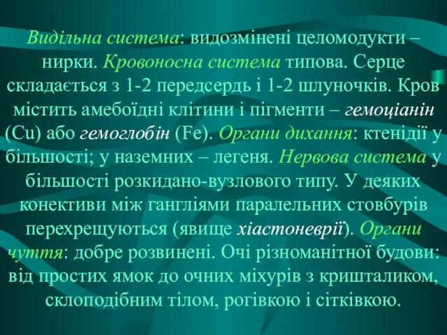 Видільна система: видозмінені целомодукти – нирки. Кровоносна система типова. Серце складається