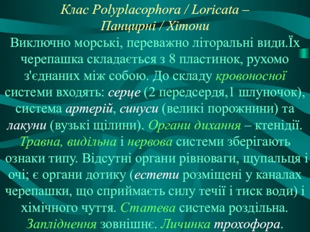 Клас Polyplacophora / Loricata – Панцирні / Хітони Виключно морські, переважно