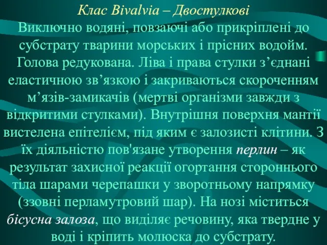 Клас Bivalvia – Двостулкові Виключно водяні, повзаючі або прикріплені до субстрату