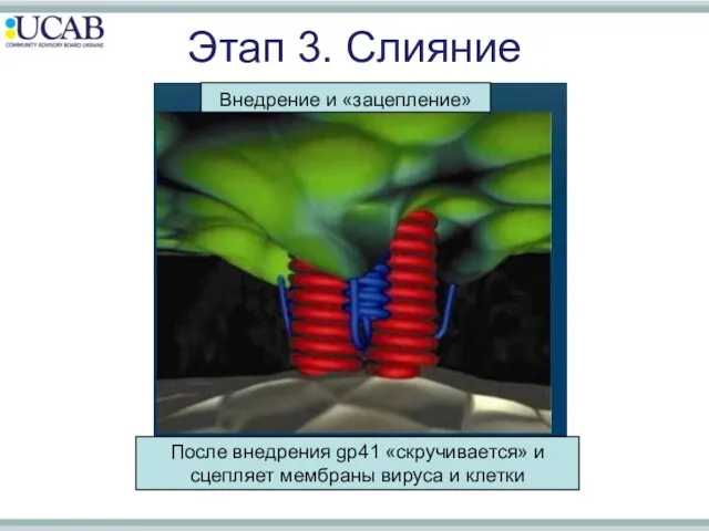 Внедрение и «зацепление» После внедрения gp41 «скручивается» и сцепляет мембраны вируса и клетки Этап 3. Слияние