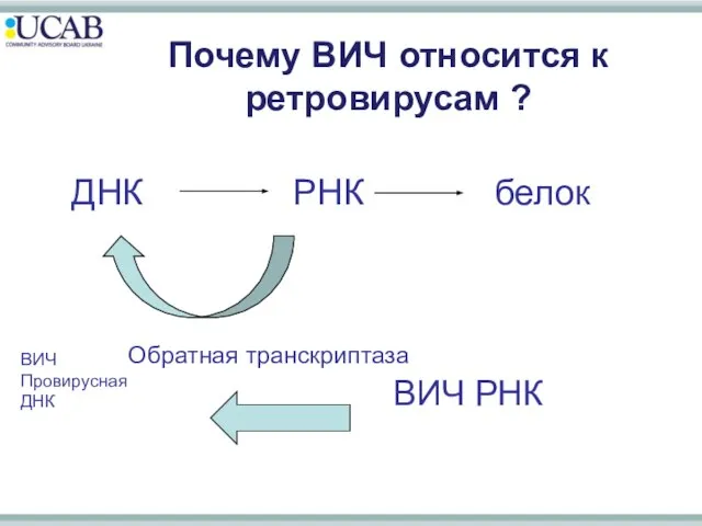 ДНК РНК белок Почему ВИЧ относится к ретровирусам ? Обратная транскриптаза ВИЧ РНК ВИЧ Провирусная ДНК