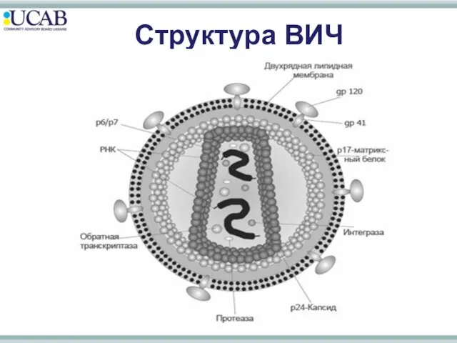 Структура ВИЧ