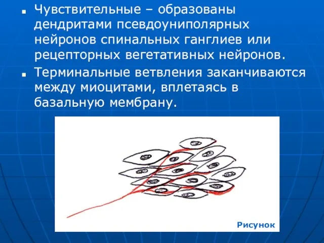 Чувствительные – образованы дендритами псевдоуниполярных нейронов спинальных ганглиев или рецепторных вегетативных