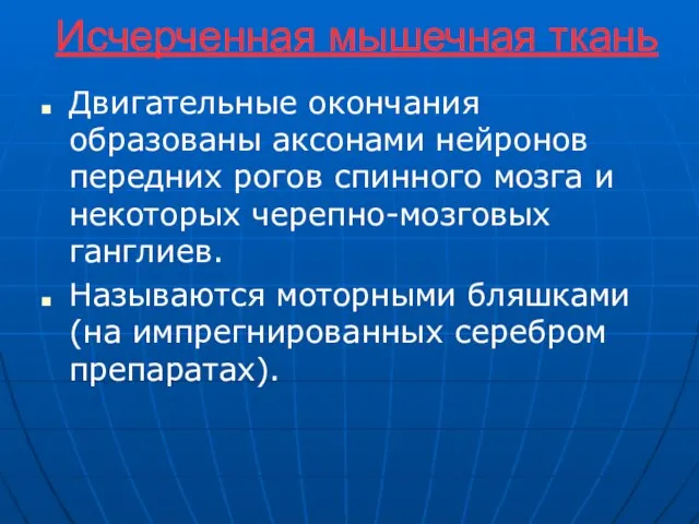 Исчерченная мышечная ткань Двигательные окончания образованы аксонами нейронов передних рогов спинного