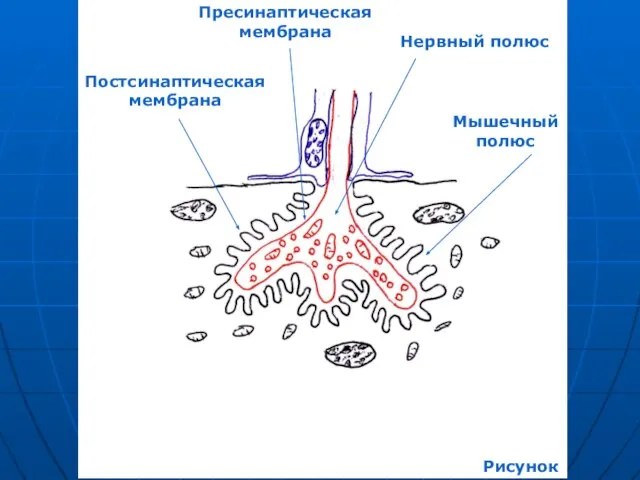 Нервный полюс Мышечный полюс Пресинаптическая мембрана Постсинаптическая мембрана Рисунок