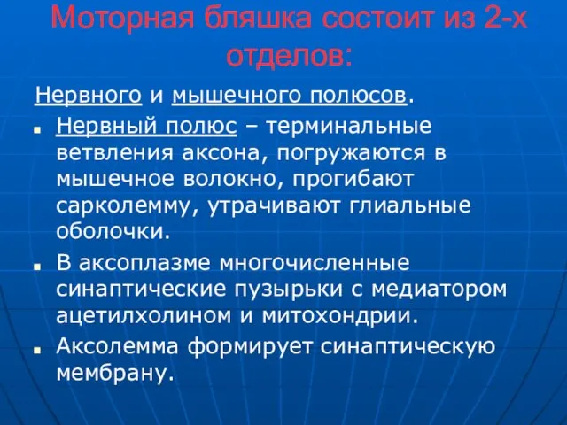 Моторная бляшка состоит из 2-х отделов: Нервного и мышечного полюсов. Нервный