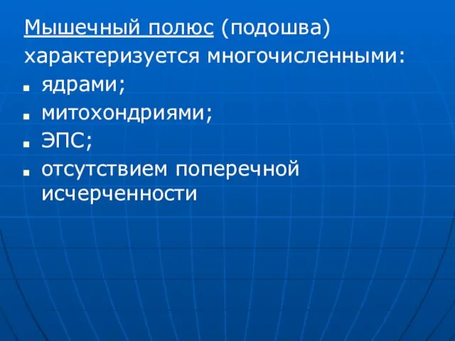 Мышечный полюс (подошва) характеризуется многочисленными: ядрами; митохондриями; ЭПС; отсутствием поперечной исчерченности