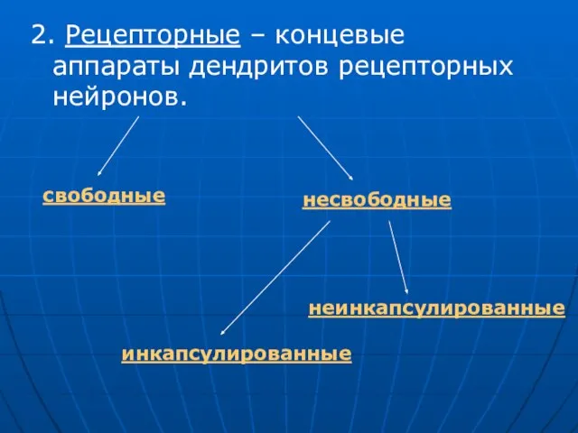 2. Рецепторные – концевые аппараты дендритов рецепторных нейронов. свободные несвободные инкапсулированные неинкапсулированные