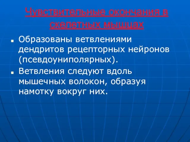 Чувствительные окончания в скелетных мышцах Образованы ветвлениями дендритов рецепторных нейронов (псевдоуниполярных).