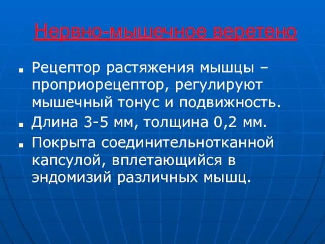 Нервно-мышечное веретено Рецептор растяжения мышцы – проприорецептор, регулируют мышечный тонус и