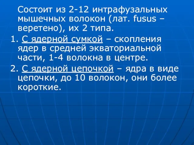 Состоит из 2-12 интрафузальных мышечных волокон (лат. fusus – веретено), их