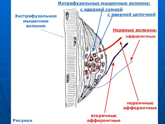 Экстрафузальное мышечное волокно Интрафузальные мышечные волокна: с ядерной сумкой с ядерной