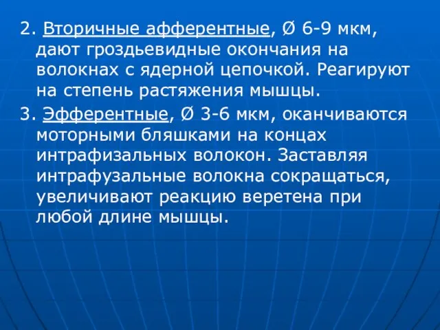 2. Вторичные афферентные, Ø 6-9 мкм, дают гроздьевидные окончания на волокнах