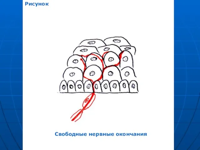 Свободные нервные окончания Рисунок