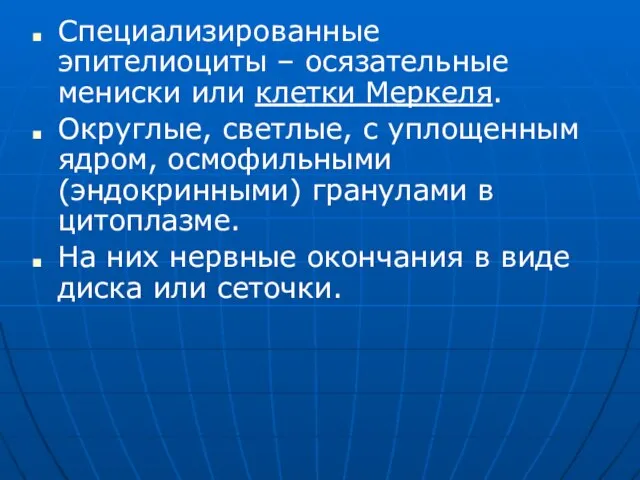 Специализированные эпителиоциты – осязательные мениски или клетки Меркеля. Округлые, светлые, с