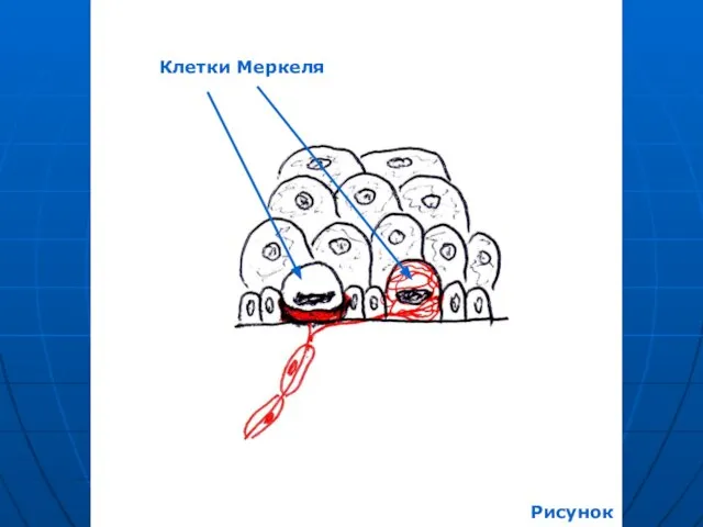 Клетки Меркеля Рисунок