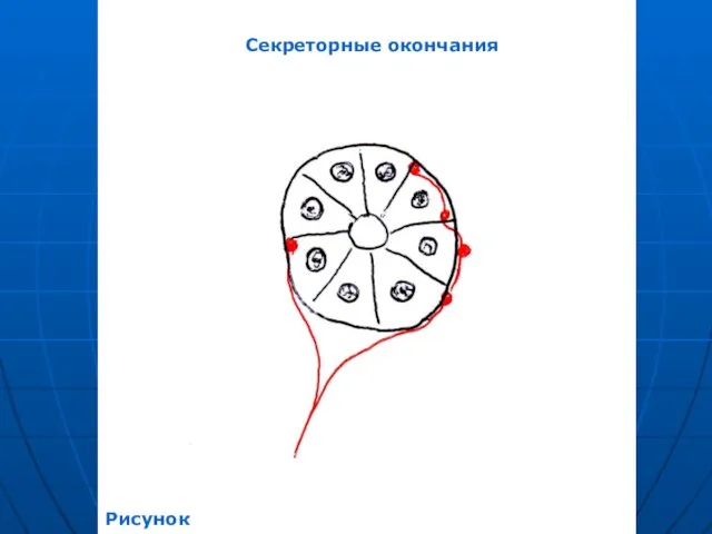 Секреторные окончания Рисунок