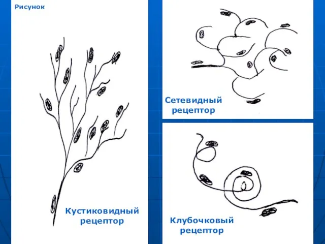 Кустиковидный рецептор Сетевидный рецептор Клубочковый рецептор Рисунок