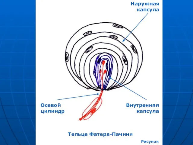 Тельце Фатера-Пачини Рисунок Осевой цилиндр Наружная капсула Внутренняя капсула