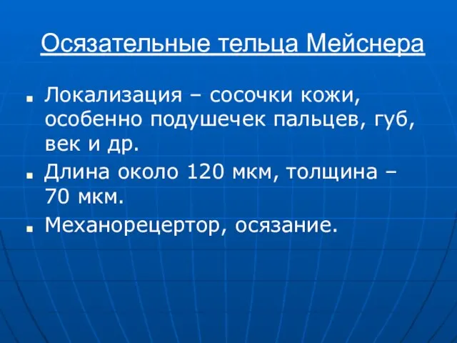 Осязательные тельца Мейснера Локализация – сосочки кожи, особенно подушечек пальцев, губ,