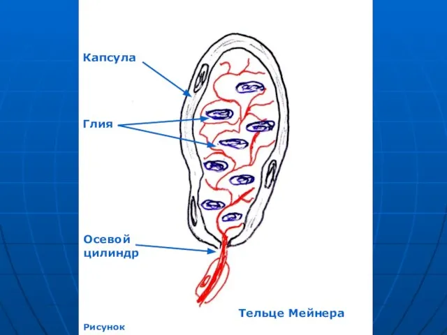 Тельце Мейнера Рисунок Капсула Глия Осевой цилиндр