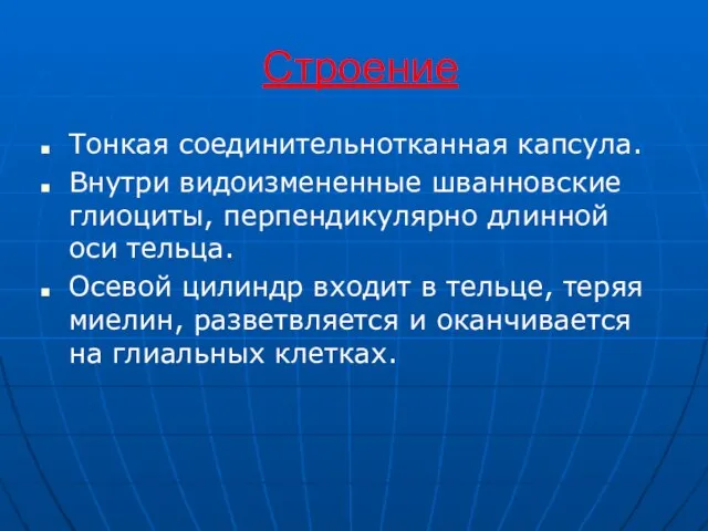 Строение Тонкая соединительнотканная капсула. Внутри видоизмененные шванновские глиоциты, перпендикулярно длинной оси