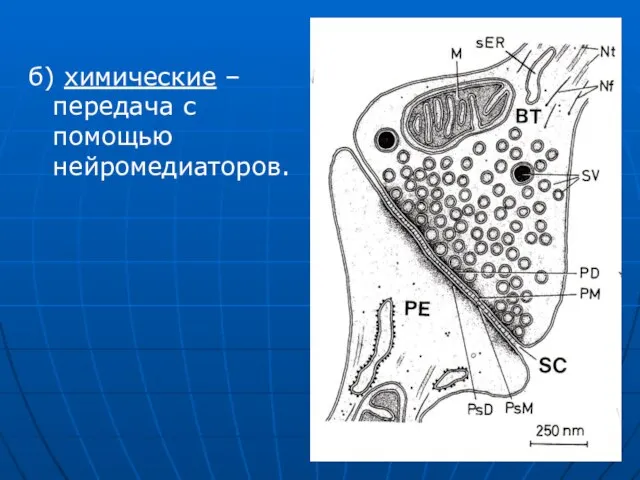 б) химические – передача с помощью нейромедиаторов.