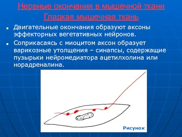 Нервные окончания в мышечной ткани Гладкая мышечная ткань Двигательные окончания образуют