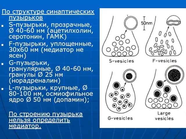 По структуре синаптических пузырьков S-пузырьки, прозрачные, Ø 40-60 нм (ацетилхолин, серотонин,